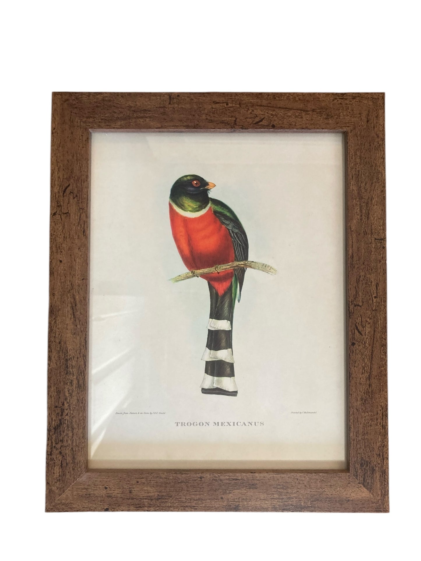 A set of Six John Goulds Ornitholical Tropical Birds