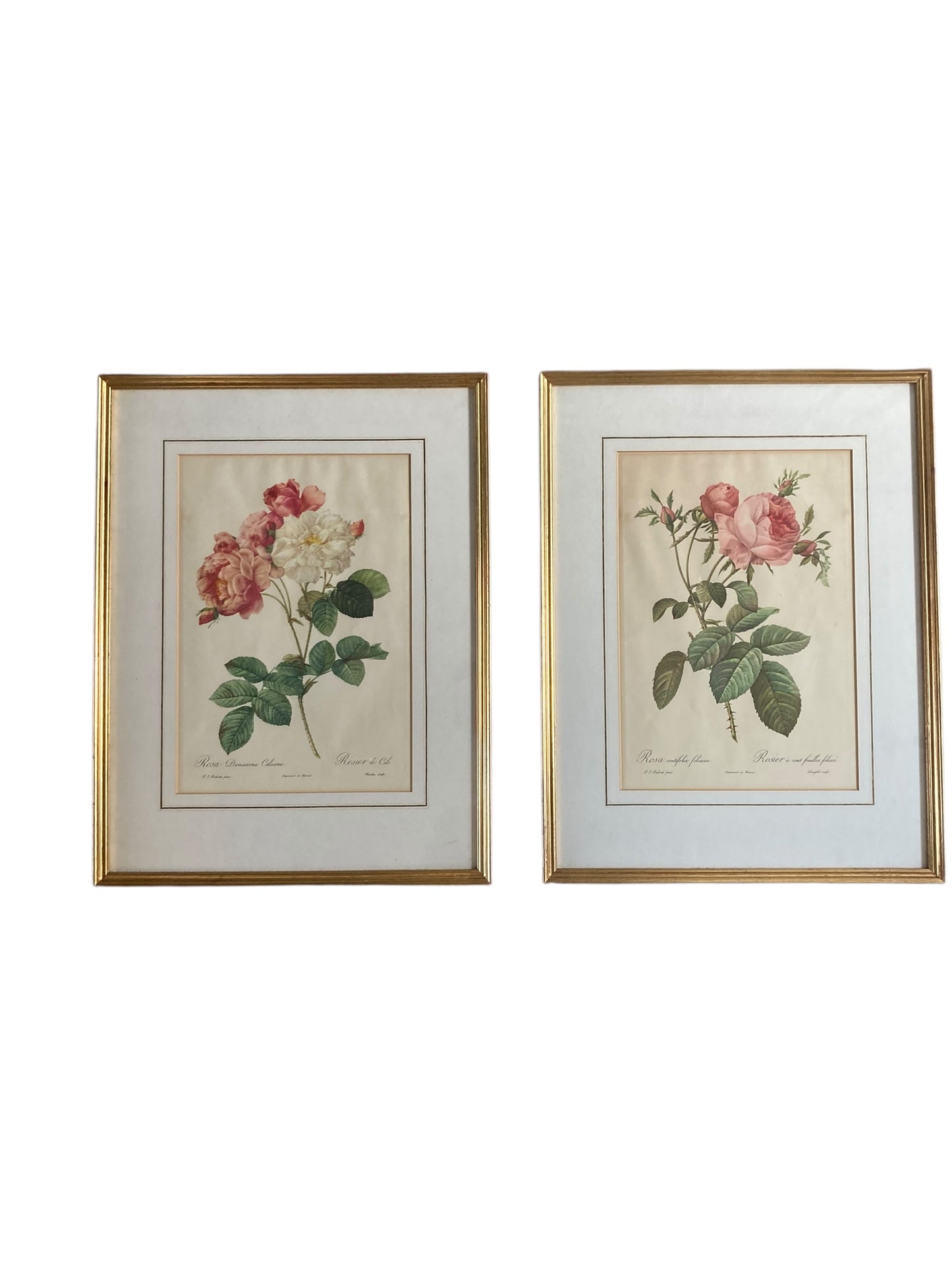 Pair of framed botanical prints features the work of the renowned French floral artist Pierre Joseph Redoute (1759–1840)