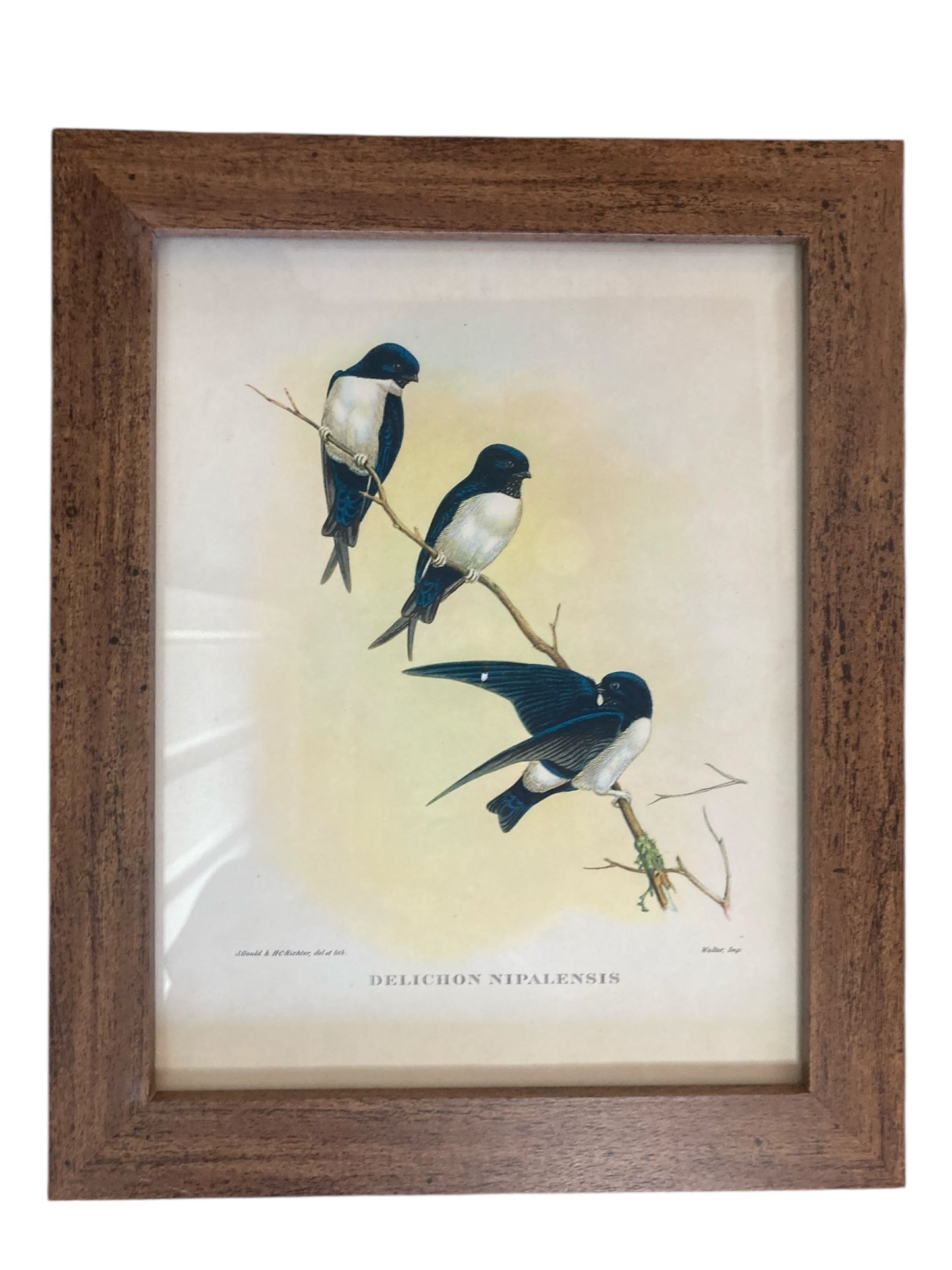 A set of Six John Goulds Ornitholical Tropical Birds