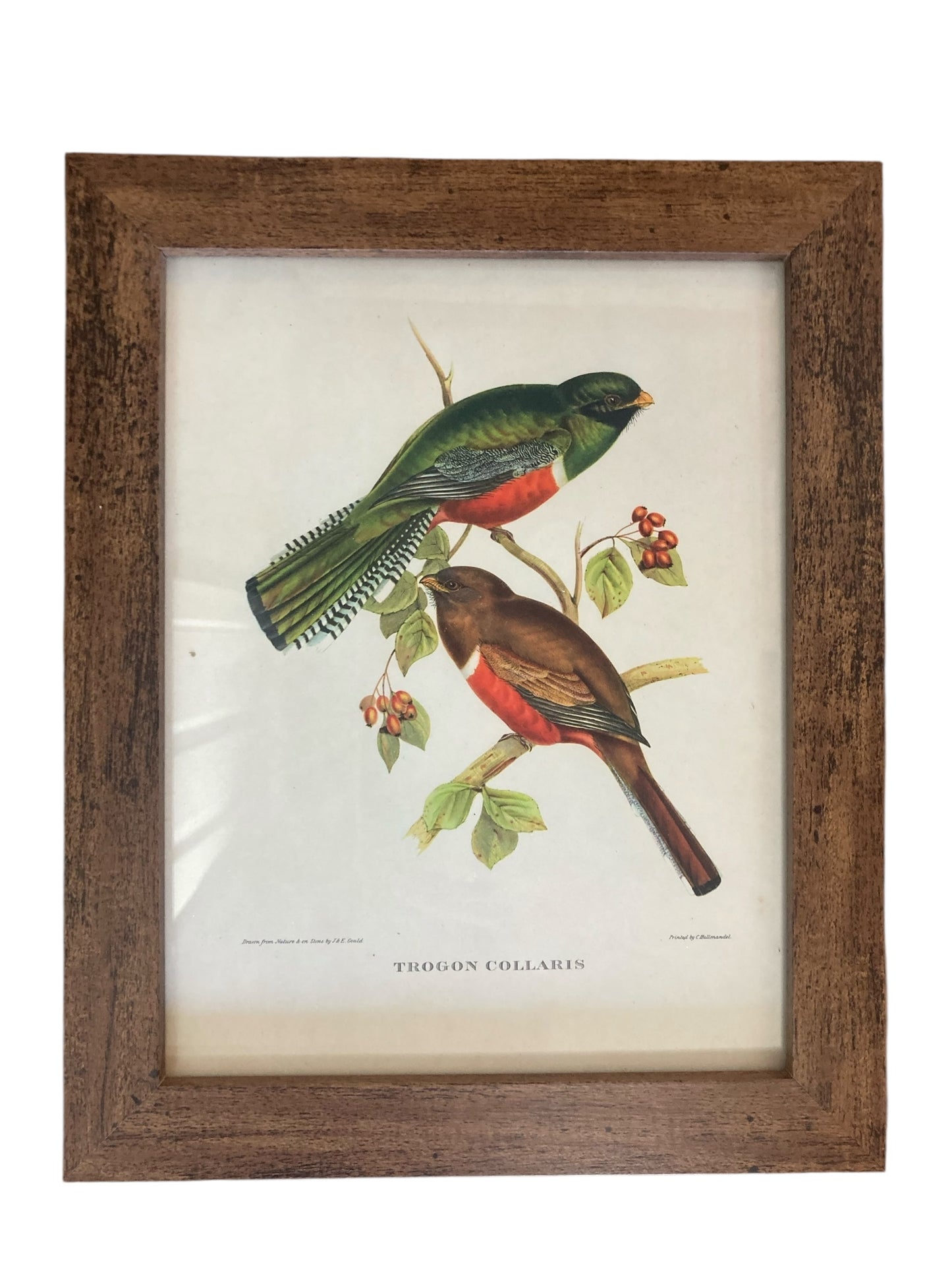 A set of Six John Goulds Ornitholical Tropical Birds