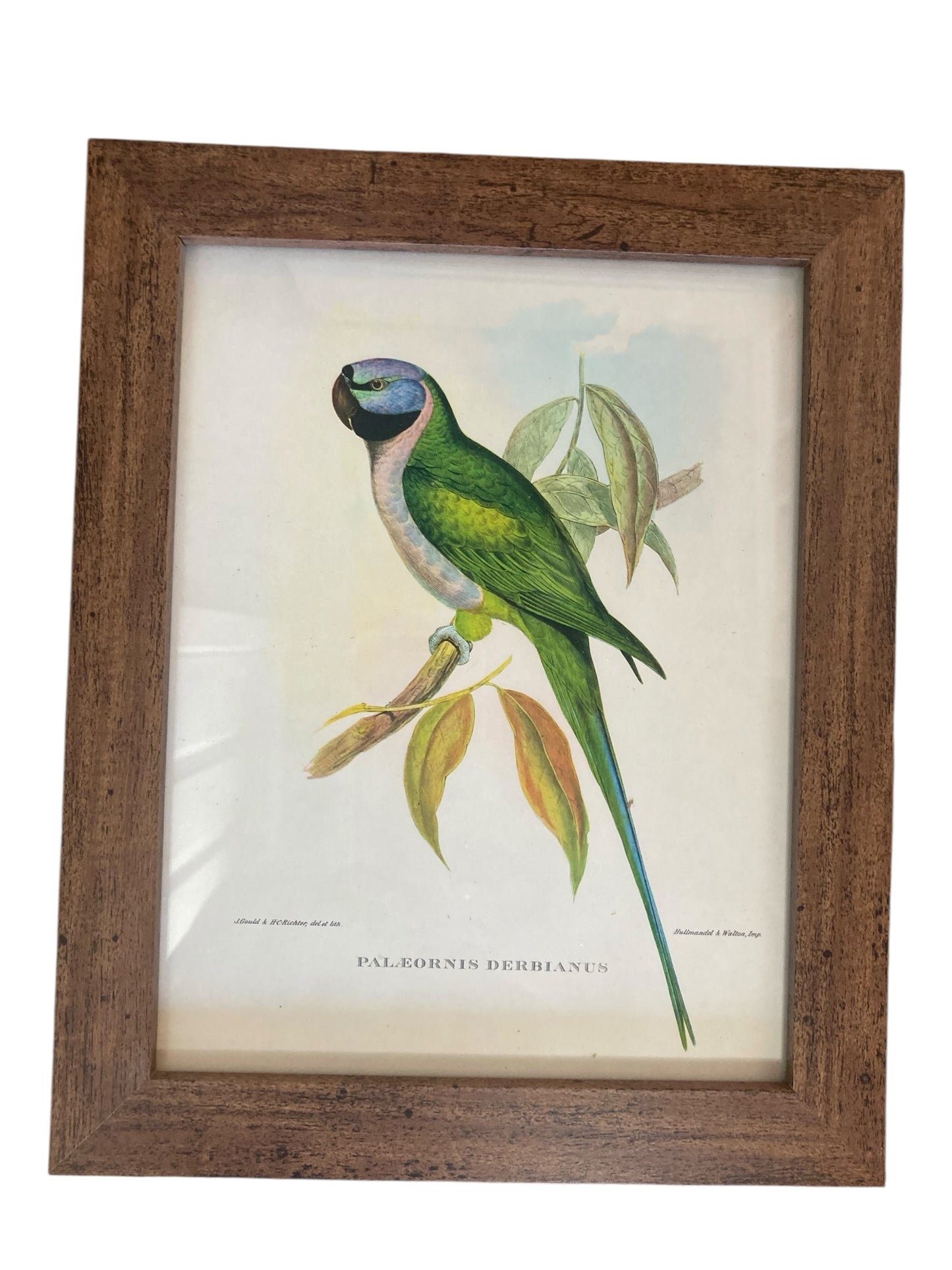 A set of Six John Goulds Ornitholical Tropical Birds