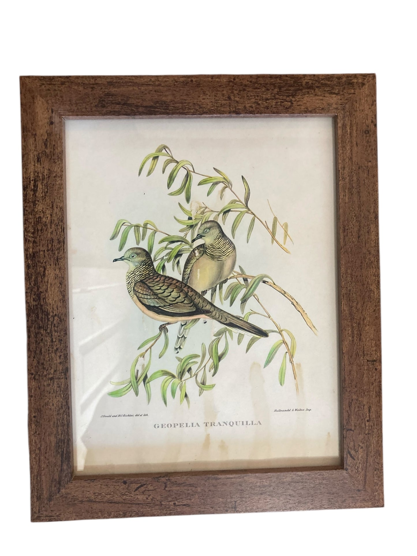 A set of Six John Goulds Ornitholical Tropical Birds