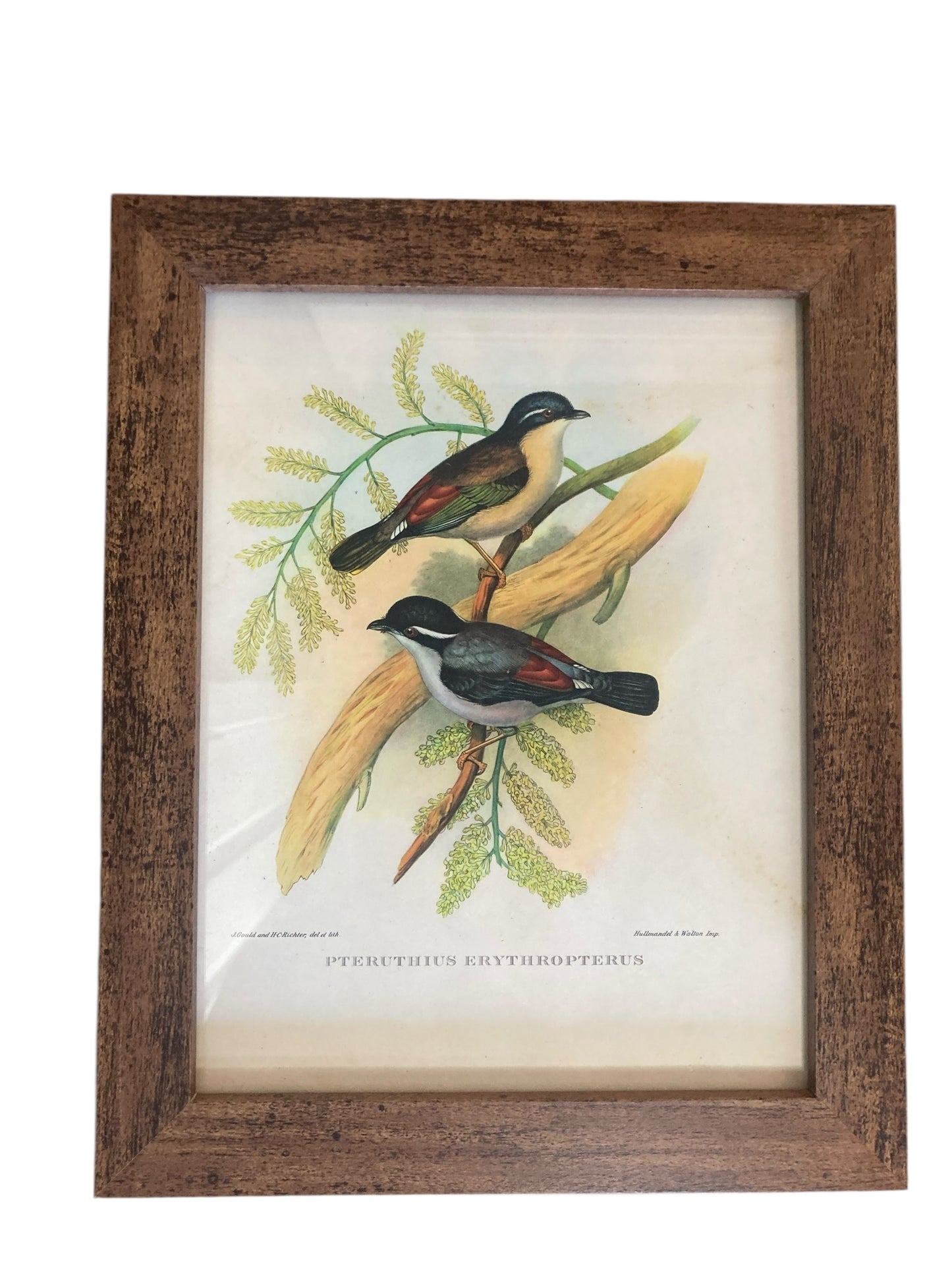 A set of Six John Goulds Ornitholical Tropical Birds