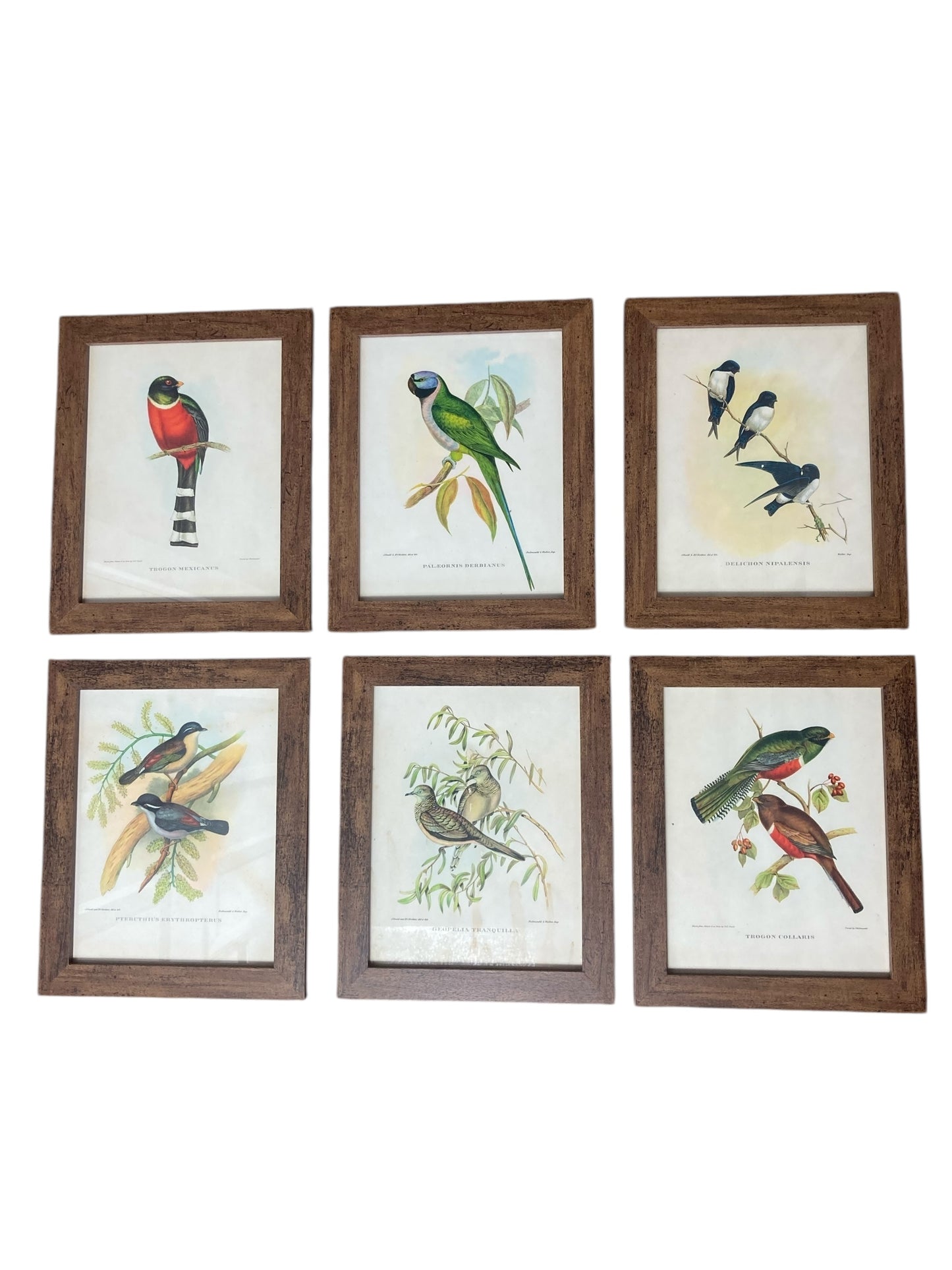 A set of Six John Goulds Ornitholical Tropical Birds
