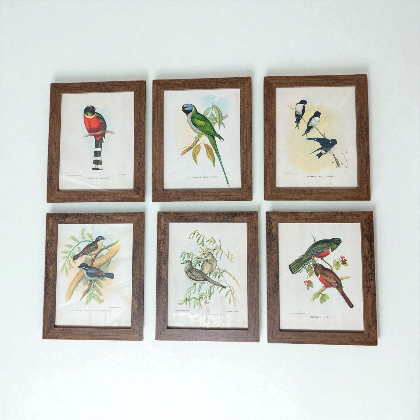 A set of Six John Goulds Ornitholical Tropical Birds